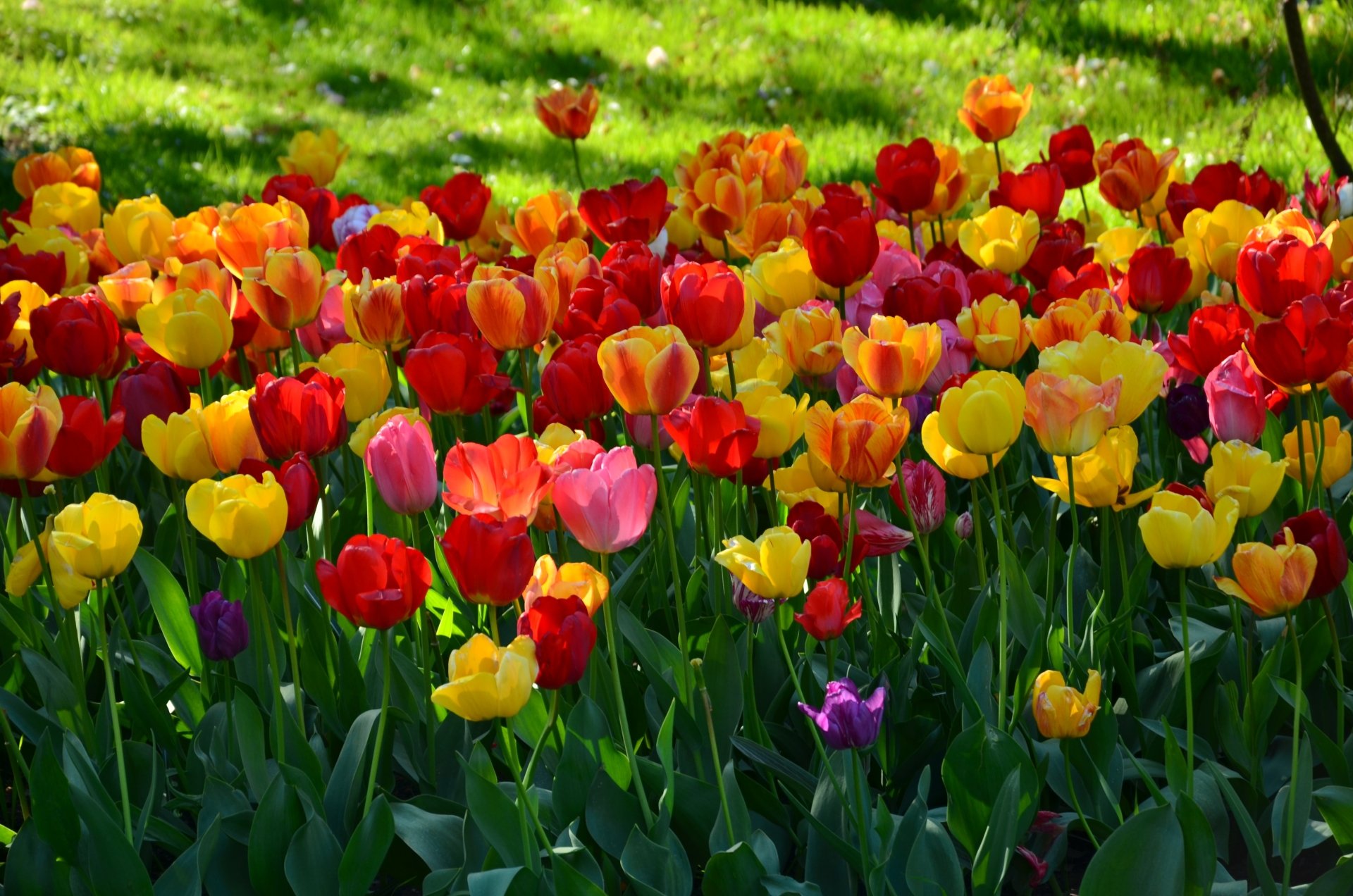 Download Red Flower Yellow Flower Colorful Colors Spring Flower Nature Tulip 4k Ultra HD Wallpaper by sinzicraciun0