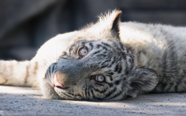 Animal White Tiger Cats Tiger Lying Down HD Wallpaper | Background Image