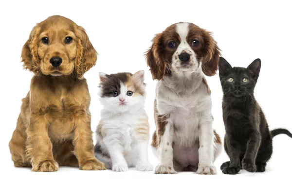 Four adorable animals—a King Charles Spaniel puppy, a fluffy kitten, a spotted puppy, and a black cat—pose side by side in this 4K Ultra HD desktop wallpaper.