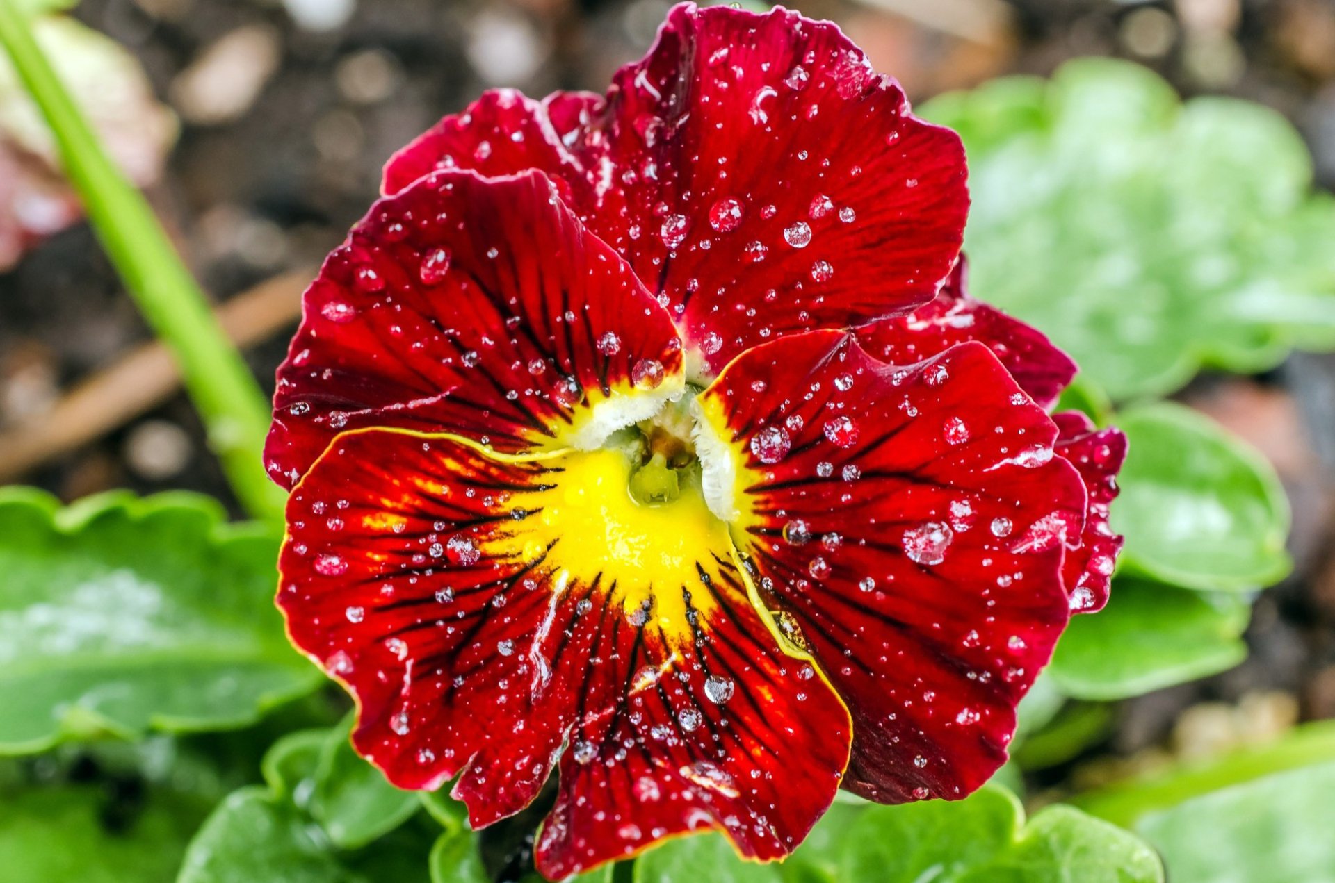 Close-up HD desktop wallpaper of a vibrant red pansy flower with water drops, showcasing intricate petal details against a soft natural background.