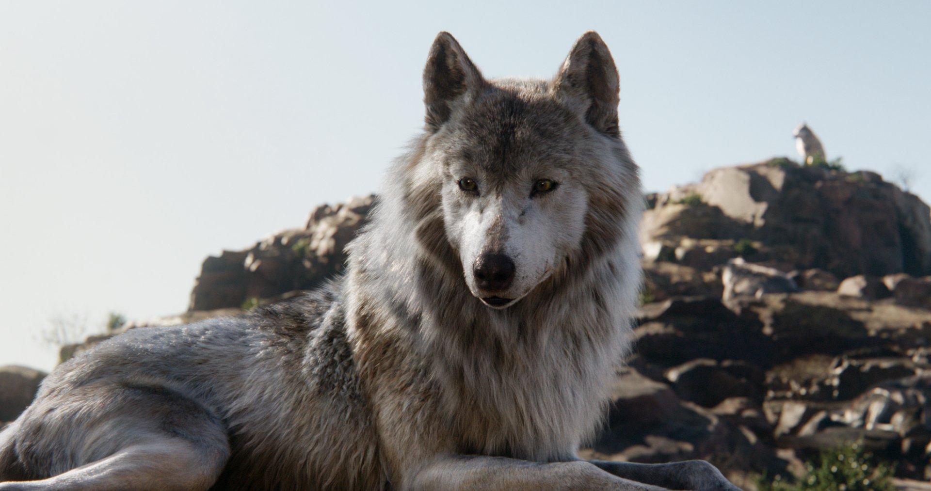 HD PC desktop wallpaper featuring a detailed wolf from the 2016 movie The Jungle Book, resting against a rocky background.