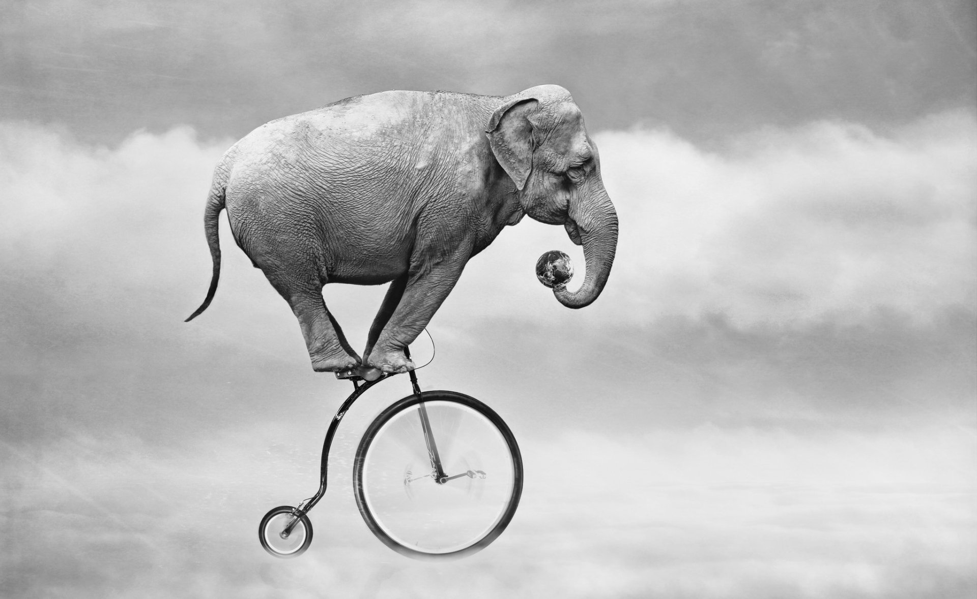 Elephant Riding a Bicycle HD Wallpaper Background Image