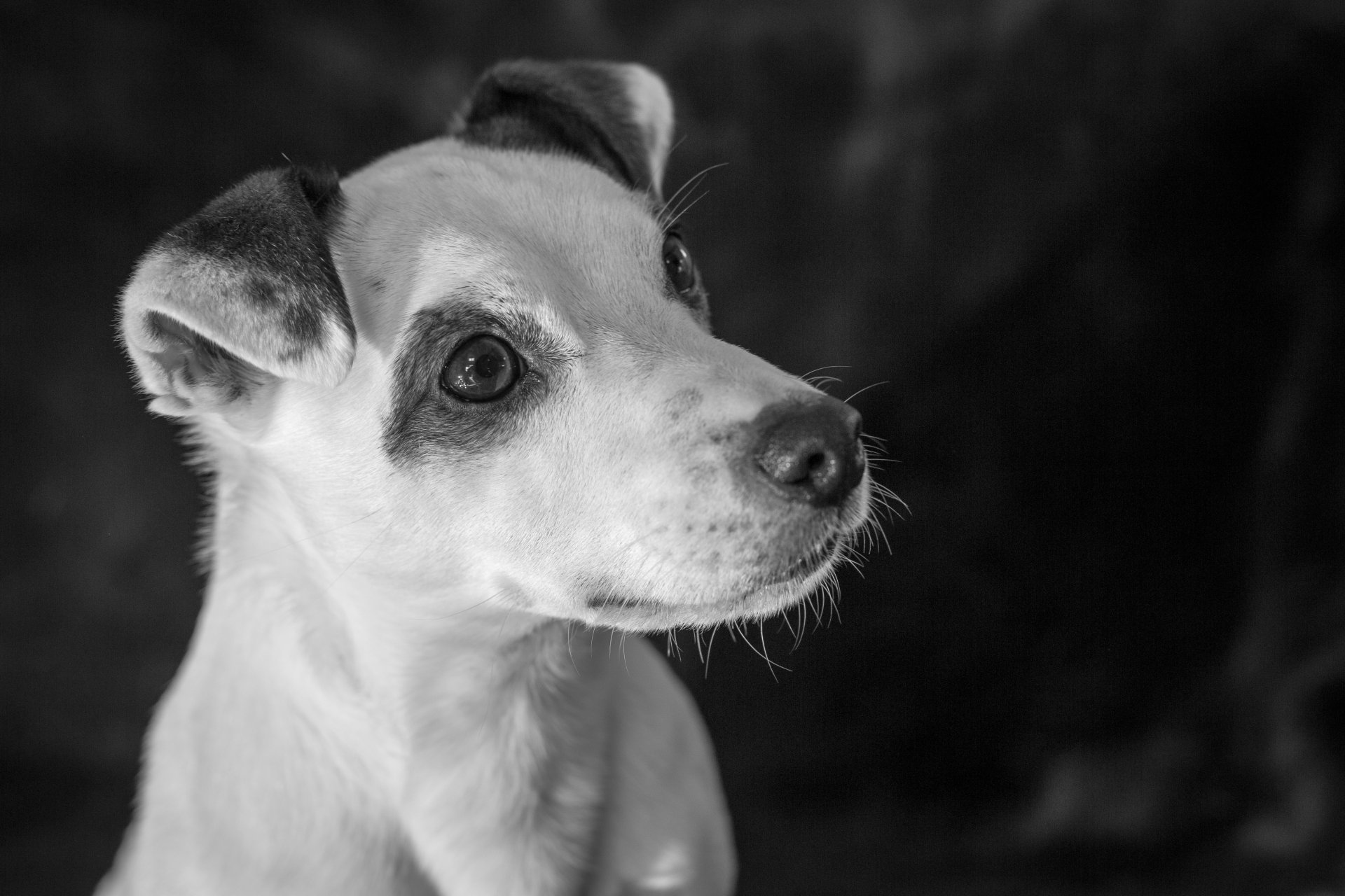 Download Black & White Dog Animal Jack Russell Terrier 4k Ultra HD ...