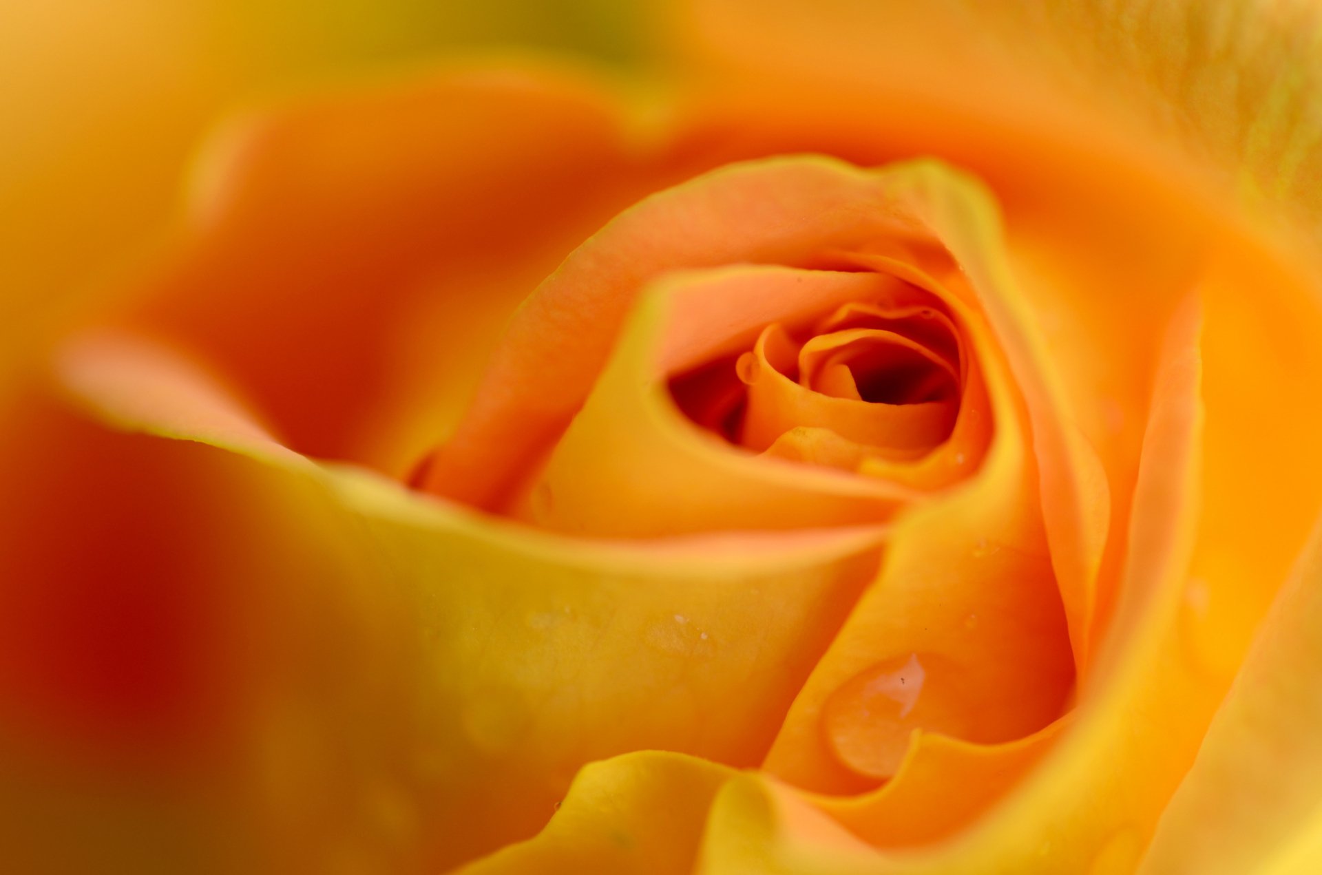 Download Flower Yellow Flower Nature Close-up Rose HD Wallpaper ...
