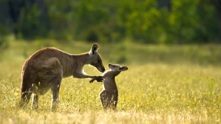 kangaroo TV Show Life Story HD Desktop Wallpaper | Background Image