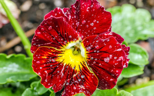 Close-up HD desktop wallpaper of a vibrant red pansy flower with water drops, showcasing intricate petal details against a soft natural background.