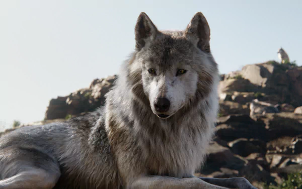 HD PC desktop wallpaper featuring a detailed wolf from the 2016 movie The Jungle Book, resting against a rocky background.