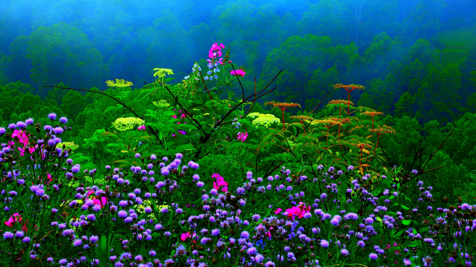 Spring Flowers  in Misty Forest  HD  Wallpaper Background 