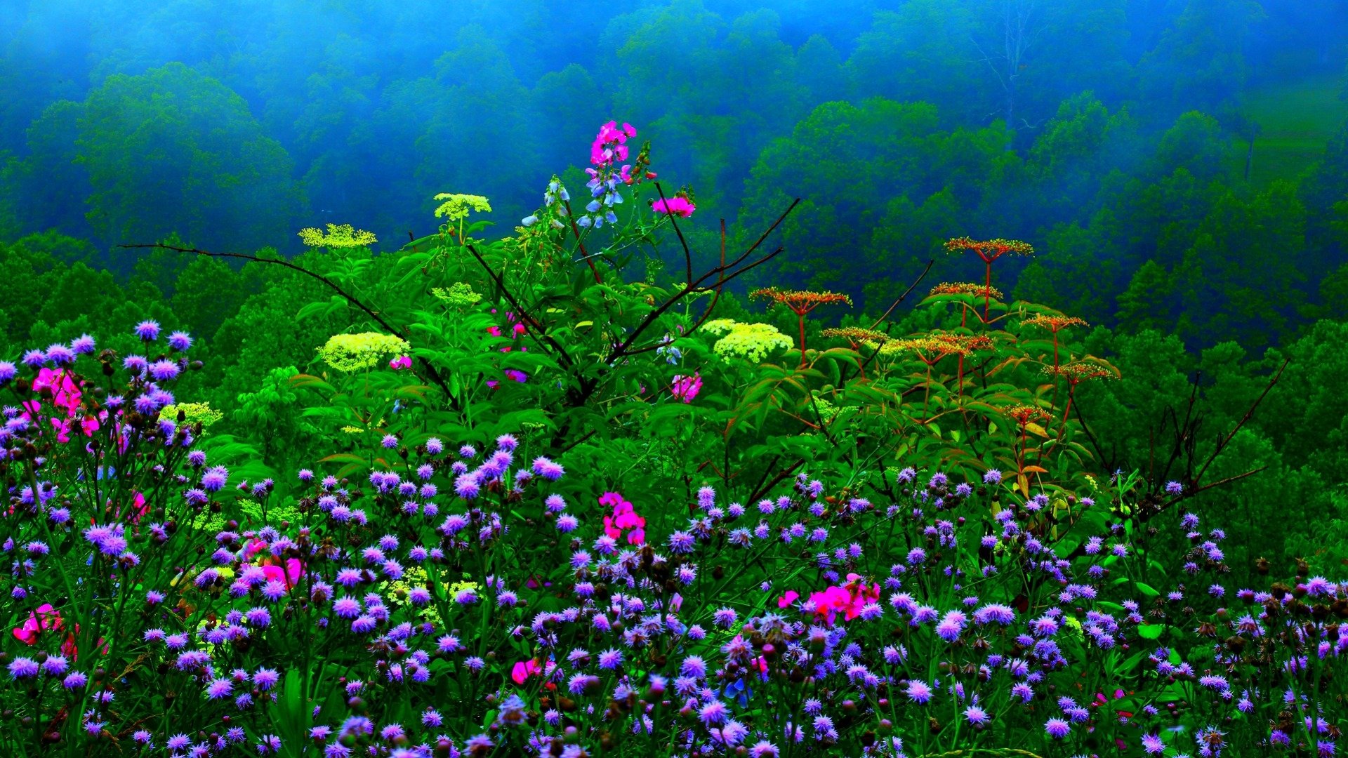 Spring Flowers in Misty Forest