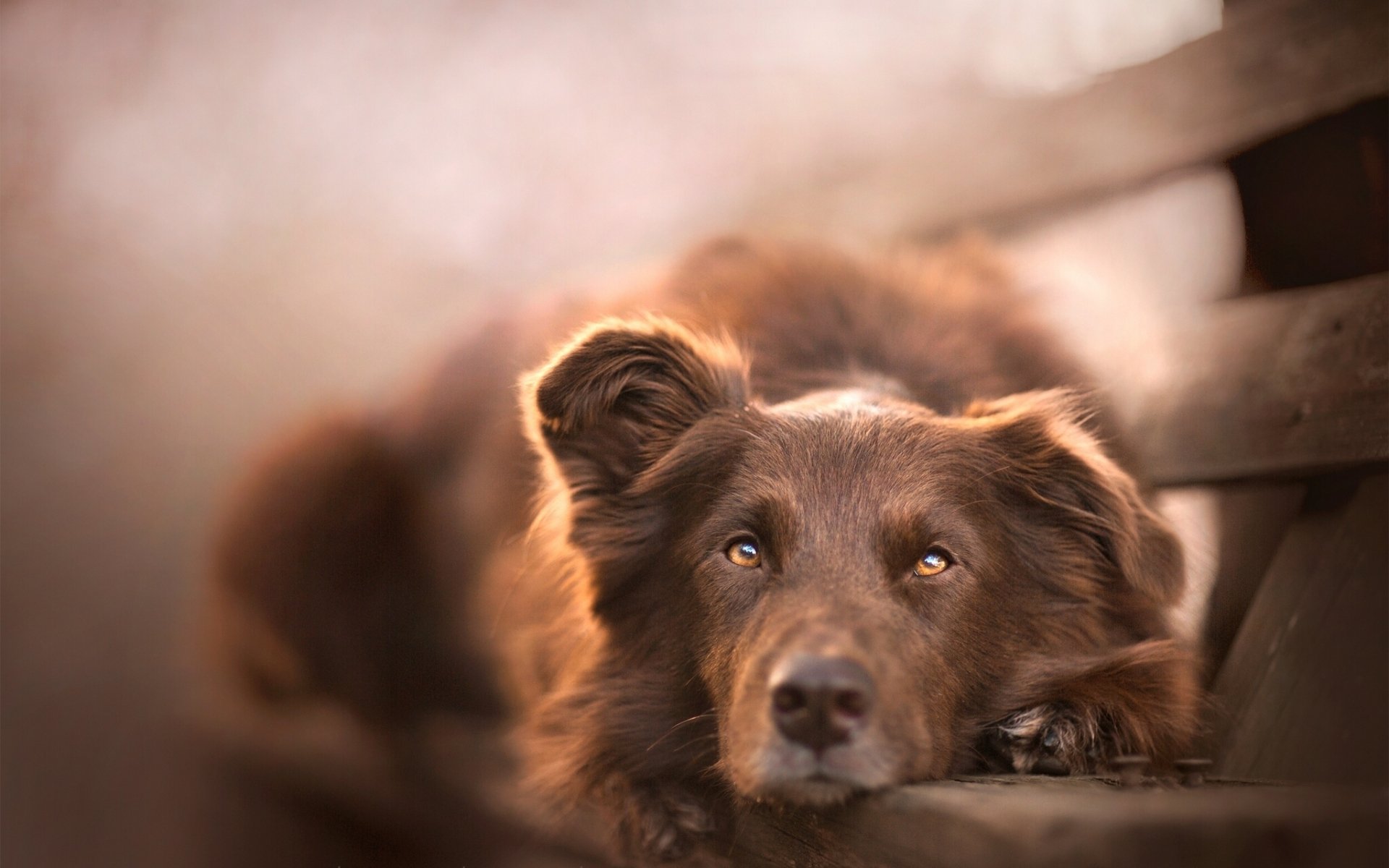 Close-up HD desktop wallpaper featuring an Australian Shepherd dog resting with a soft, warm background and focused, expressive eyes.