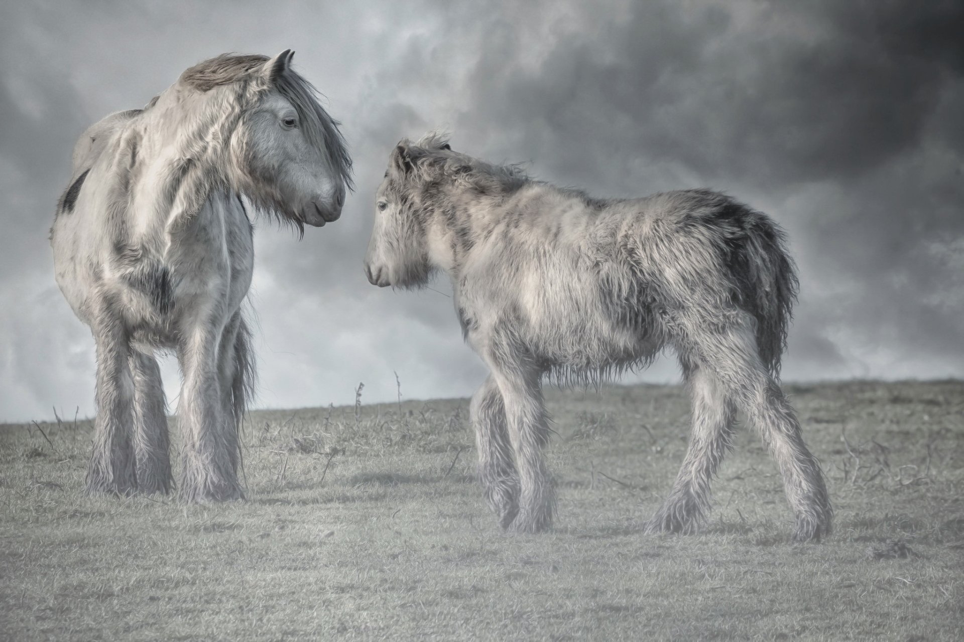 HD PC desktop wallpaper of two shaggy ponies (horses) standing on a grassy ridge beneath dramatic clouds — an atmospheric animal portrait.