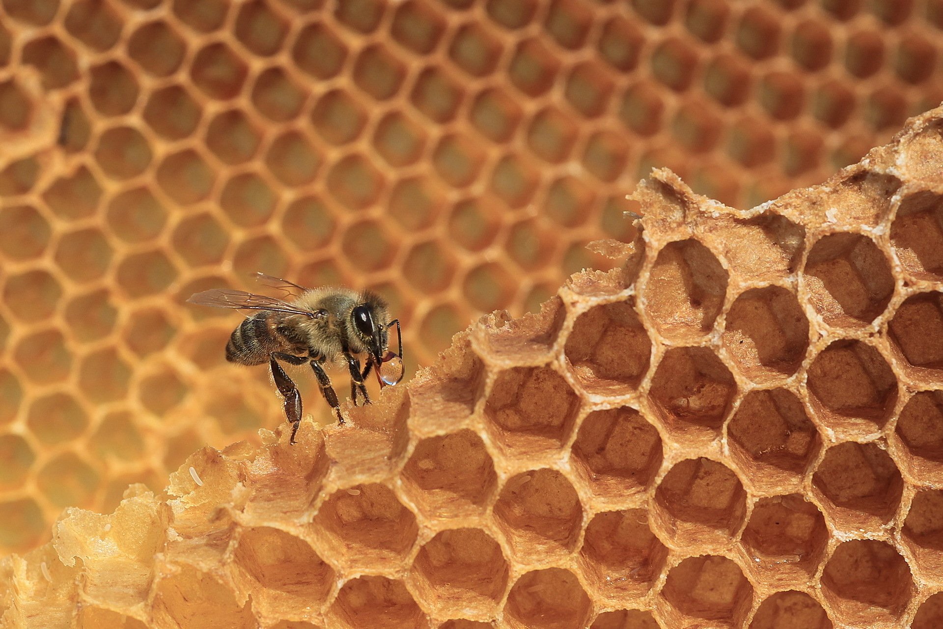 Download Macro Insect Honeycomb Animal Bee HD Wallpaper