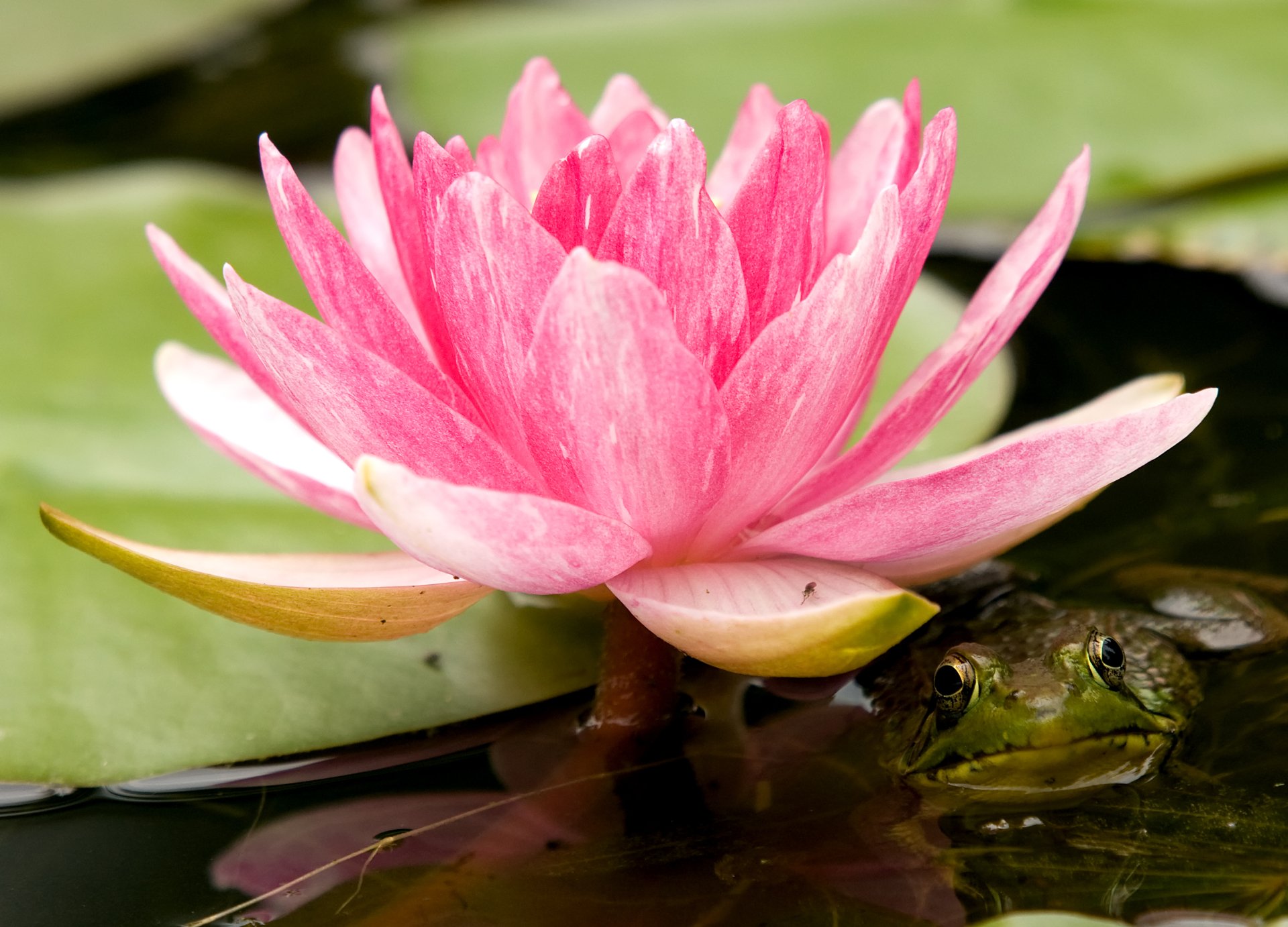 A vibrant pink lotus flower blooms over water with a green frog partially submerged nearby, creating a serene nature scene in HD quality.