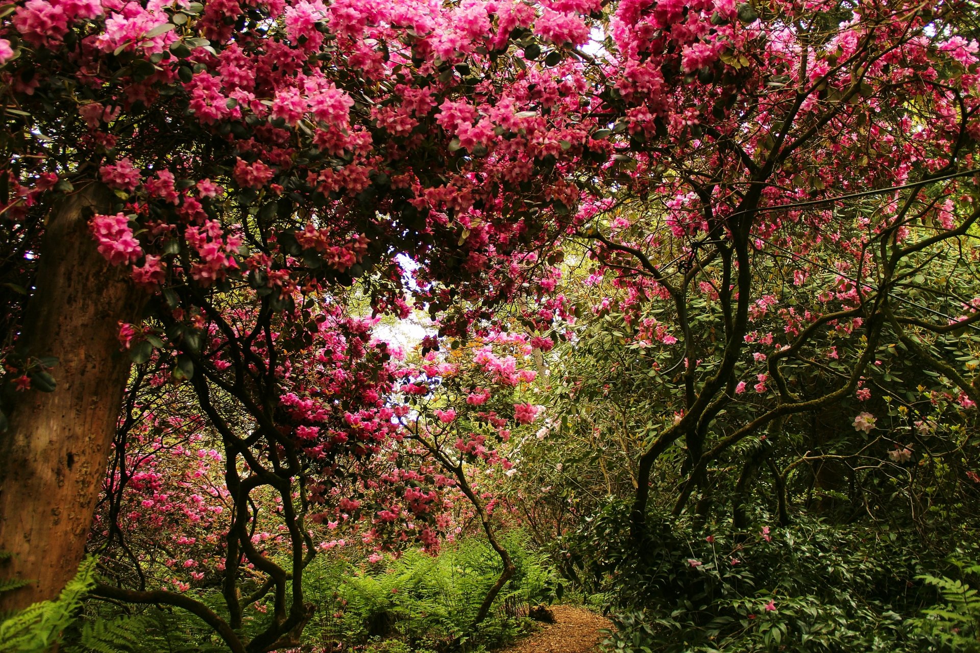 Vibrant pink blossoms on trees in a lush park setting in Switzerland, captured in high-definition photography for a stunning desktop wallpaper background.