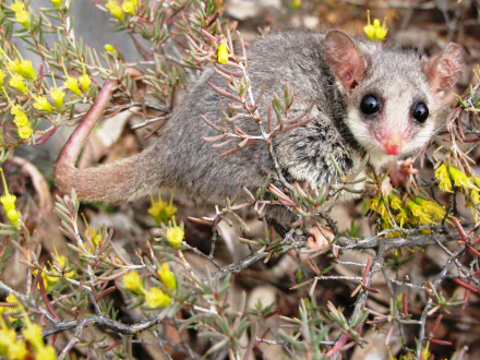  Eastern Pygmy Possum