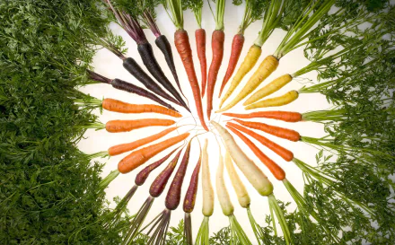 A vibrant arrangement of colorful carrots in various shades, surrounded by fresh greens, creates an appealing vegetable-themed HD desktop wallpaper.