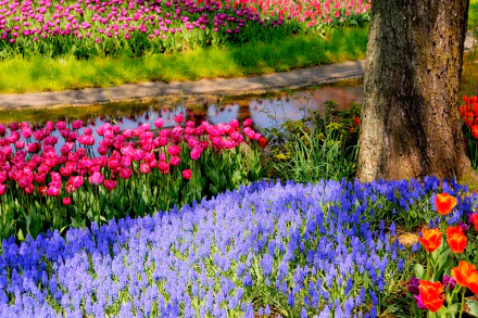A vibrant spring park scene featuring colorful muscari and tulips, with a serene path and a tree, creating a stunning nature backdrop for any desktop wallpaper.