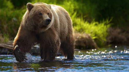  Brown Bear