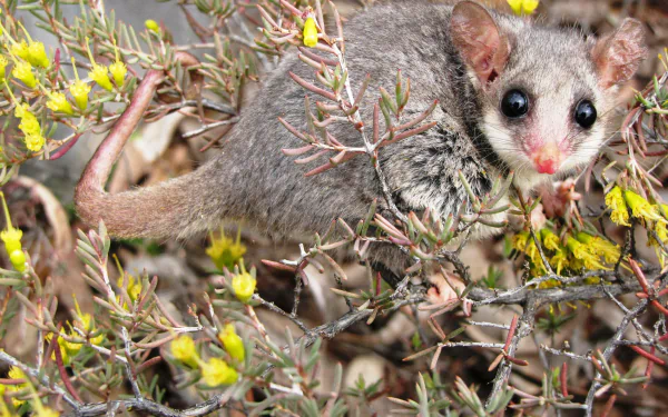 Eastern Pygmy Possum