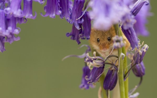 Animal Mouse Rodent Flower HD Wallpaper | Background Image