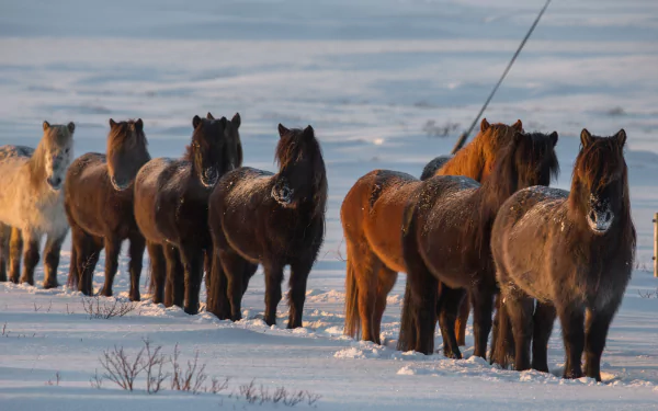 A row of ponies stands in the snow, showcasing their winter coats against a serene landscape, captured in stunning 4K Ultra HD for a striking desktop wallpaper.