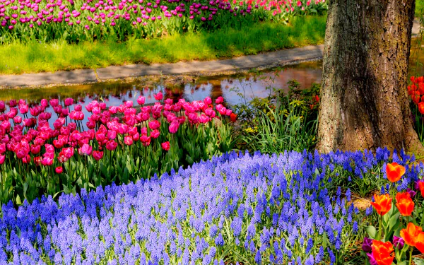 A vibrant spring park scene featuring colorful muscari and tulips, with a serene path and a tree, creating a stunning nature backdrop for any desktop wallpaper.