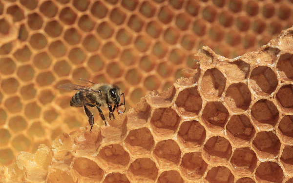 macro insect honeycomb Animal bee HD Desktop Wallpaper | Background Image