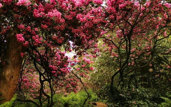 Photography Park Switzerland Tree Flower Blossom Pink Flower HD Wallpaper | Background Image