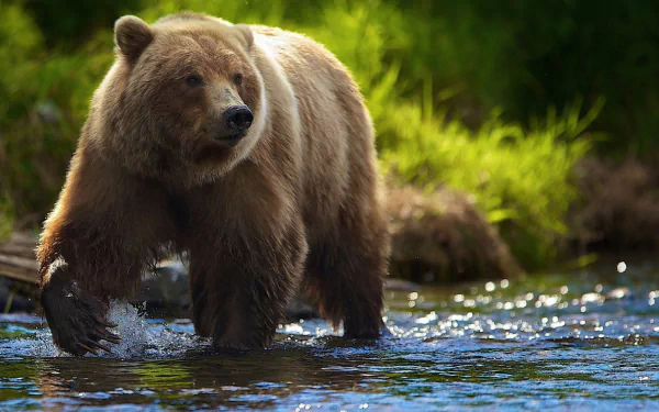 HD PC desktop wallpaper featuring a brown bear (animal) wading through a sunlit river with a lush green background.