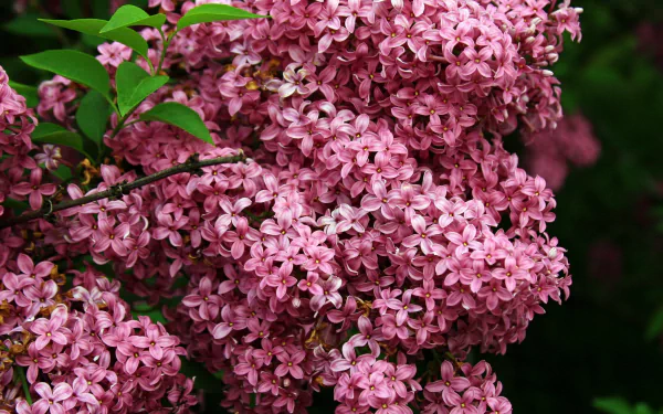  Pink Lilacs