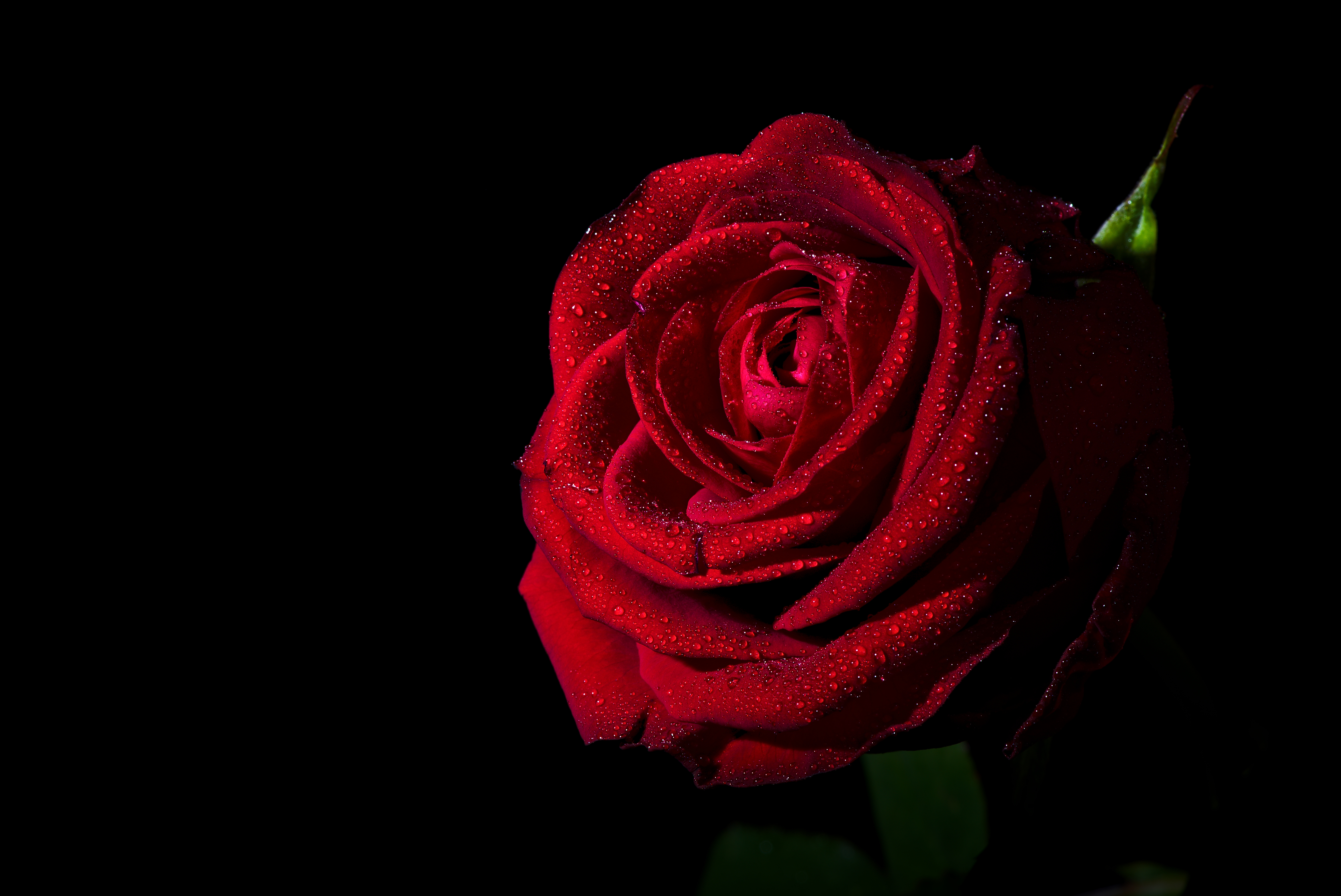 Red Rose