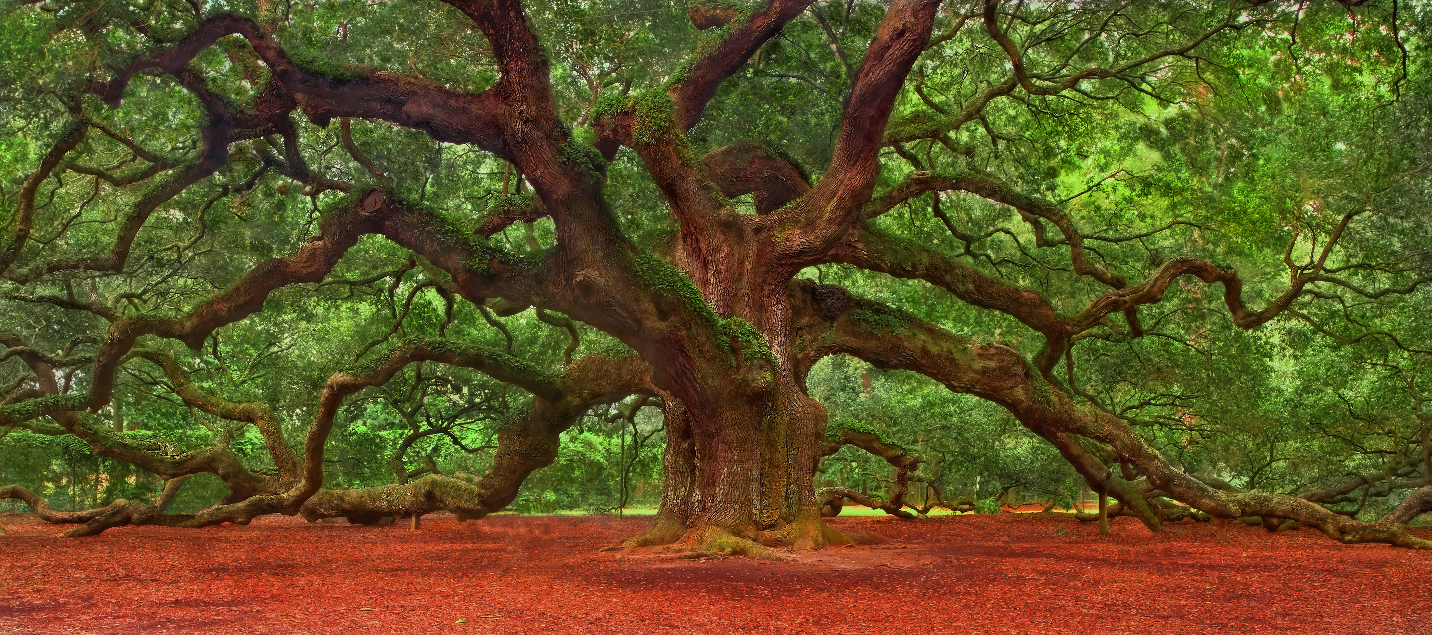Nature Angel Oak Tree HD Wallpaper | Background Image