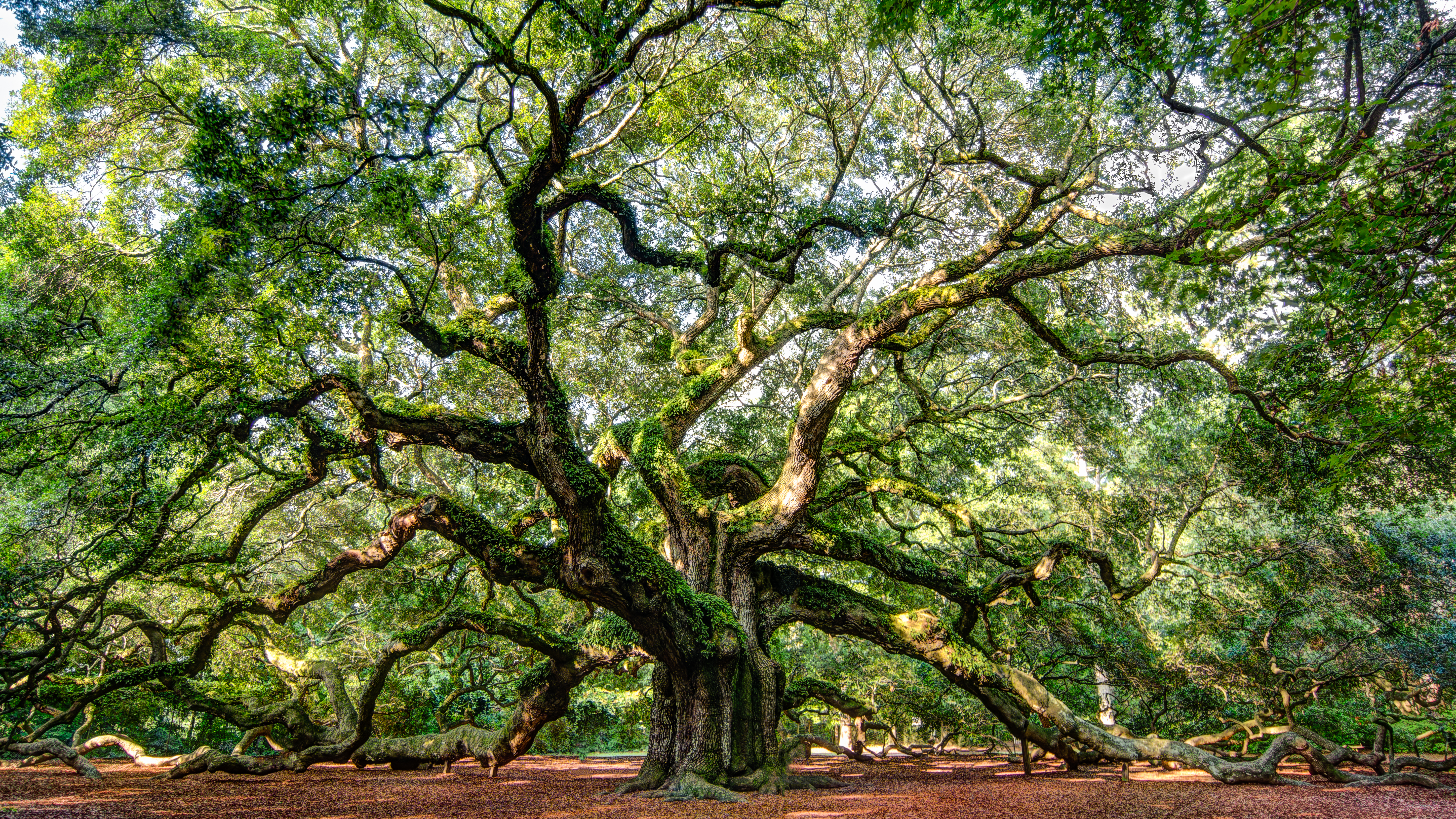 Earth Angel Oak Tree HD Wallpaper | Background Image