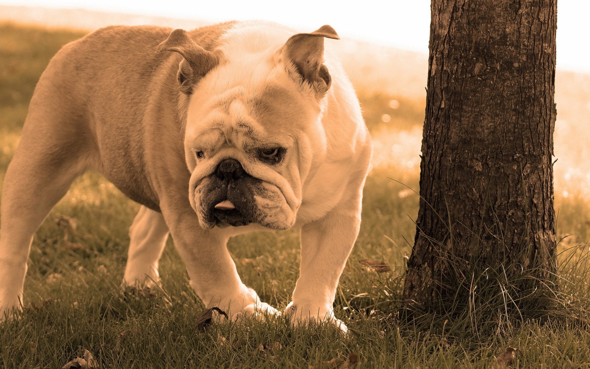 Download Dog Animal Bulldog HD Wallpaper | 1920x1200 | Wallpaper Abyss