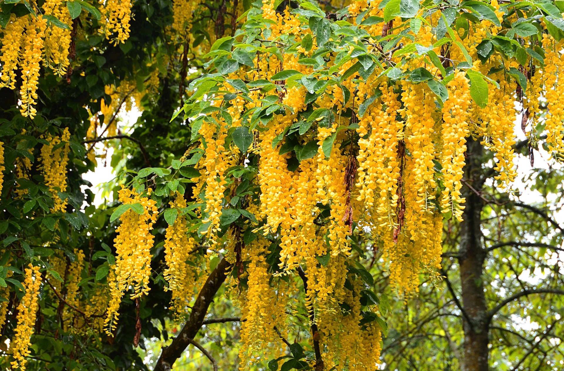 Дерево с желтыми цветами фото весной