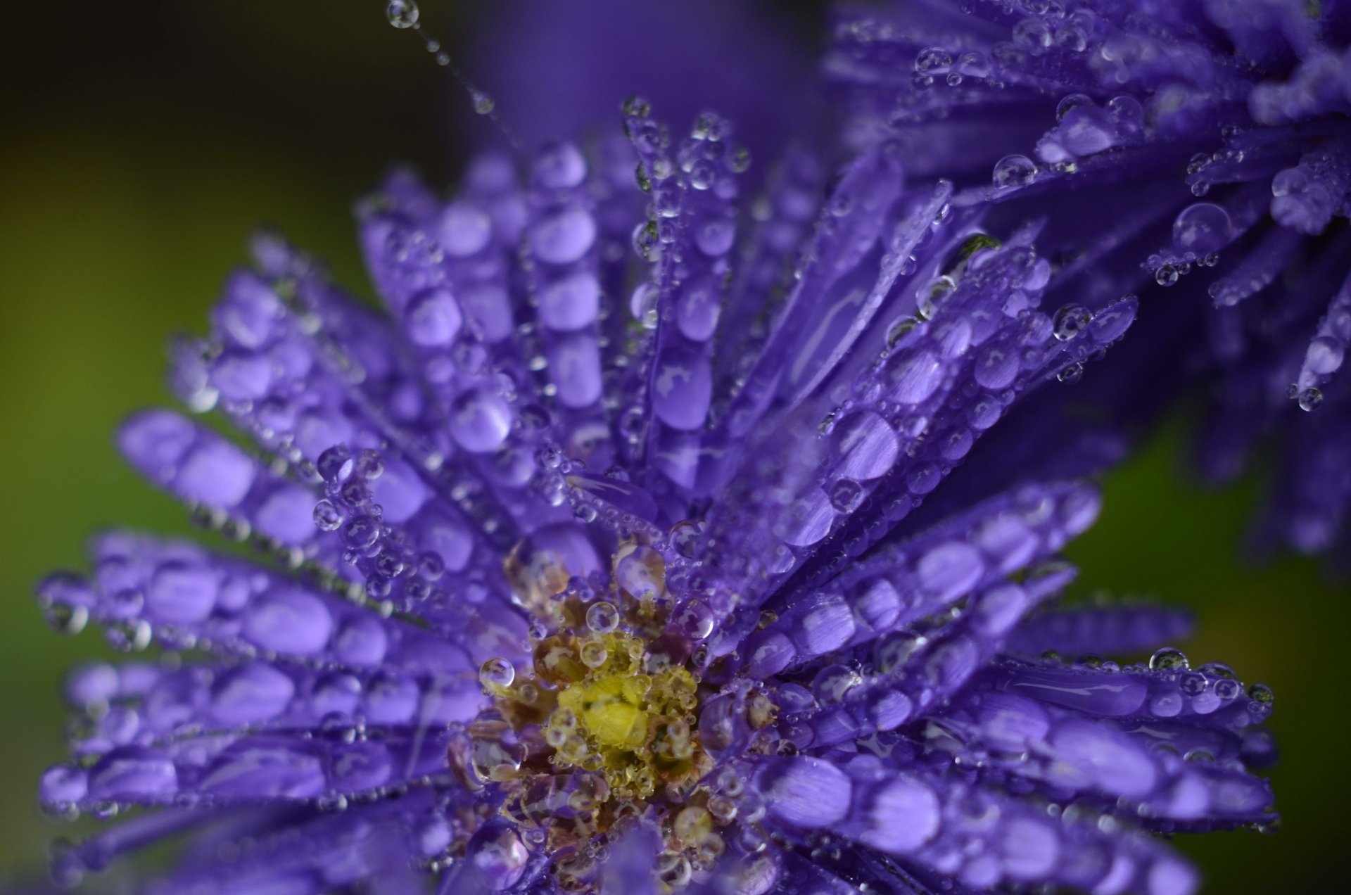 Download Water Drop Purple Flower Macro Flower Nature Daisy 4k Ultra HD ...