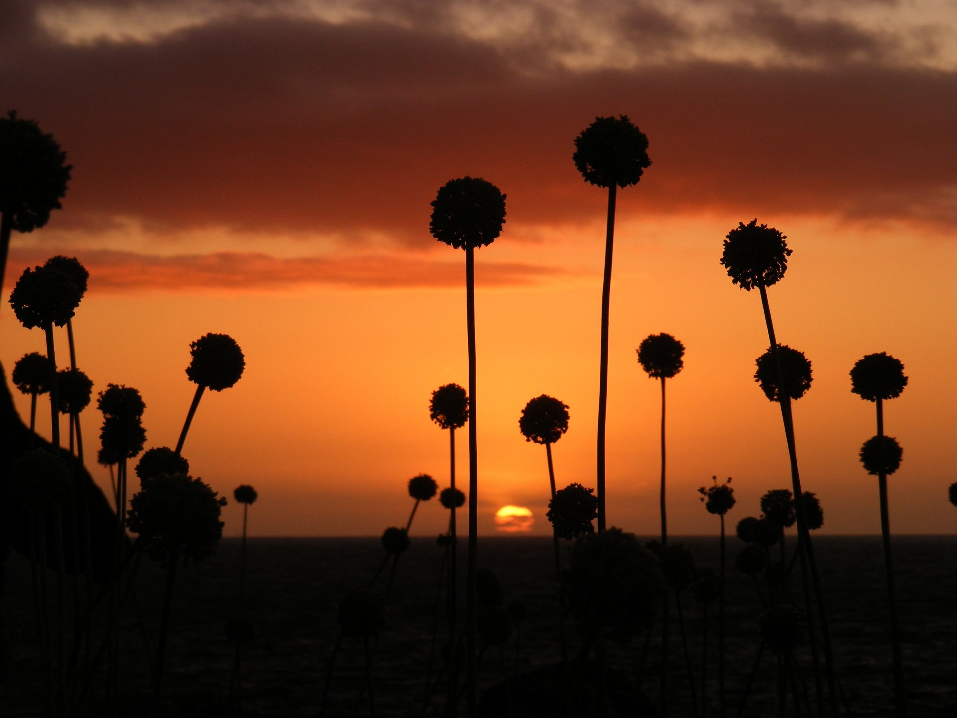 Download Silhouette Sunset Sky Nature Flower Allium HD Wallpaper