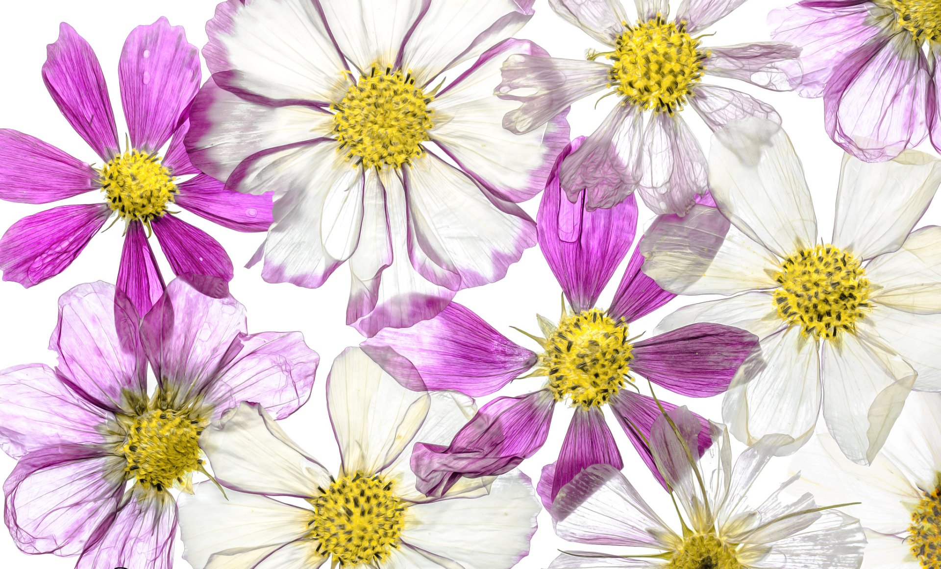 Download Purple Cosmos Artistic Flower HD Wallpaper