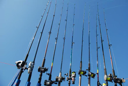  A row of fishing rods and reels by ullajj