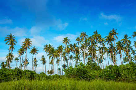  Palm Trees in Malaysia