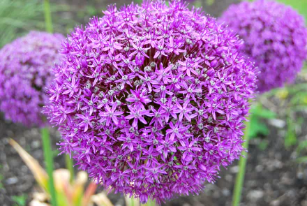 blur macro pink flower nature flower allium HD Desktop Wallpaper | Background Image