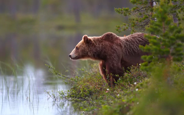 brown bear Animal bear HD Desktop Wallpaper | Background Image