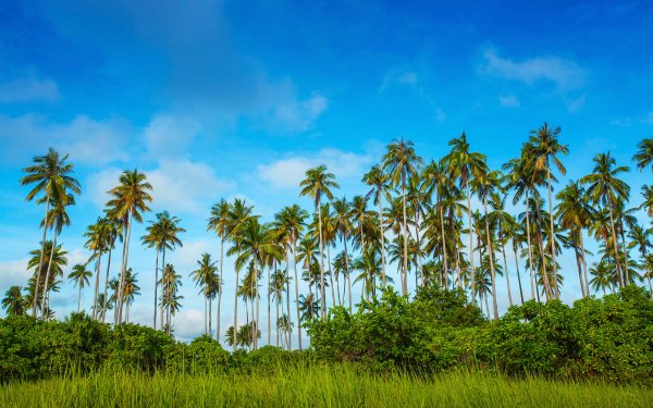 Nature Palm Tree Malaysia Blue HD Wallpaper | Background Image