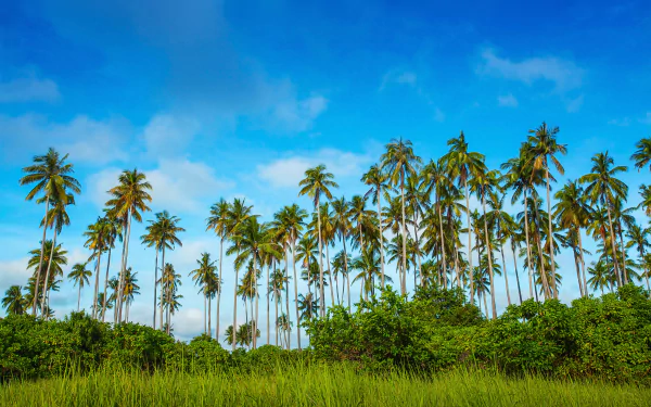  Palm Trees in Malaysia