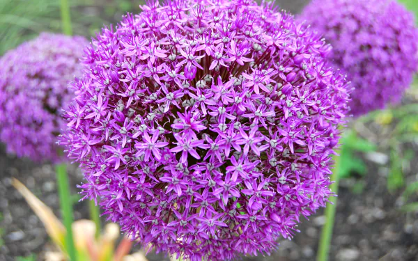 Macro close-up of a vibrant pink allium flower with a blurred background — 4K Ultra HD PC desktop wallpaper and background showcasing nature.