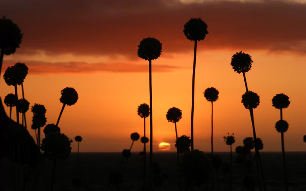 silhouette sunset sky nature flower allium HD Desktop Wallpaper | Background Image