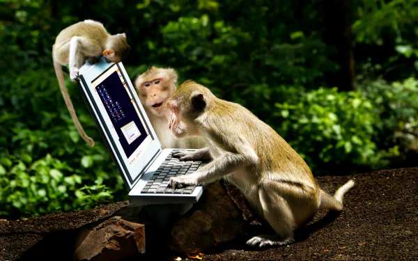  Monkeys at a Laptop