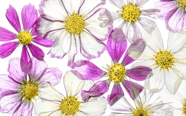 Artistic Flower Flowers Cosmos Purple HD Wallpaper | Background Image