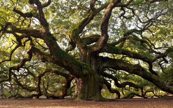 Angel Oak Tree HD Wallpapers | Background Images