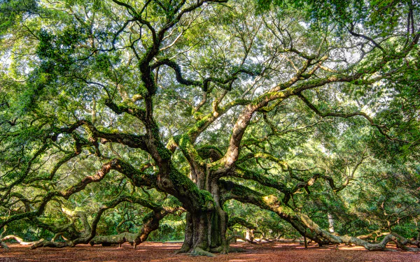 nature branch tree angel oak tree HD Desktop Wallpaper | Background Image